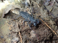 サソリっぽい見た目のタイワンサソリモドキ。