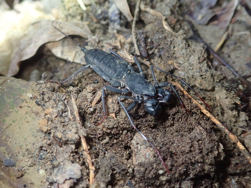 サソリっぽい見た目のタイワンサソリモドキ。
