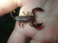 ヤエヤマサソリも遭遇率高めです！