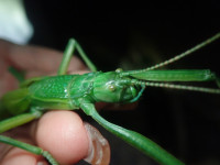 日本最大級の昆虫、ヤエヤマツダナナフシ。