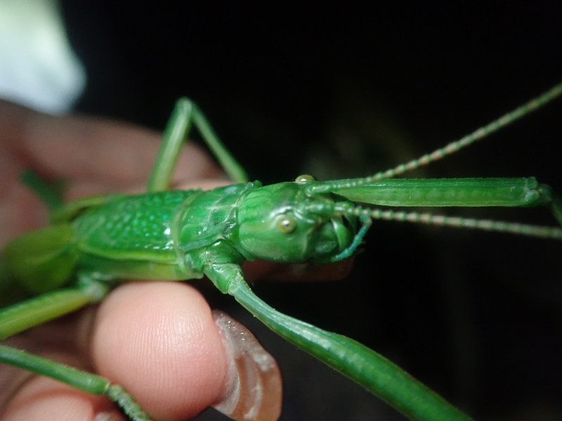 日本最大級の昆虫、ヤエヤマツダナナフシ。
