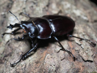 虫好きキッズの憧れ、ヤエヤママルバネクワガタ。