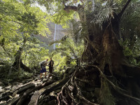 西表島の大自然を満喫できます。