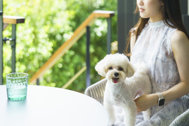 「ヴィラスイート」は愛犬とご宿泊も可。※詳細は公式ホームページをご確認ください