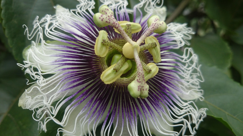 石垣島直営農園 パッションフルーツの花