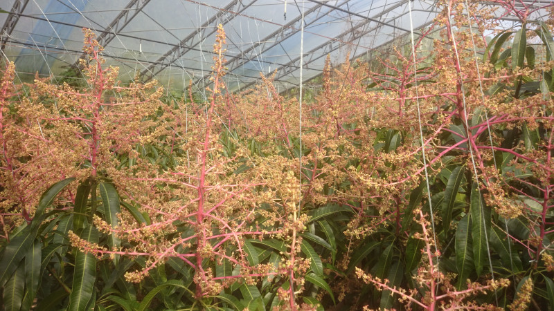 石垣島直営農園 マンゴーの花