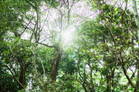 庭で育つハーブや身近な植物に触れ、香りや味わいを五感で楽しむひととき