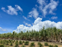 壁紙カレンダー