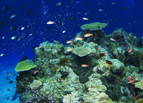 貴重な珊瑚礁と色とりどりの熱帯魚