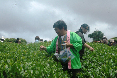 奥集落から車で数分の山の上にある、約5haからなる広大な茶畑で、お茶摘みを体験♪