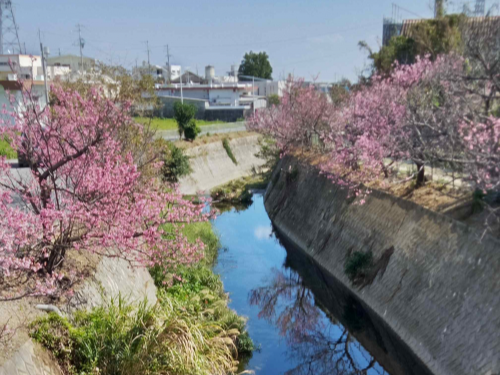 うるまヌーリ川・天願川桜並木めぐり