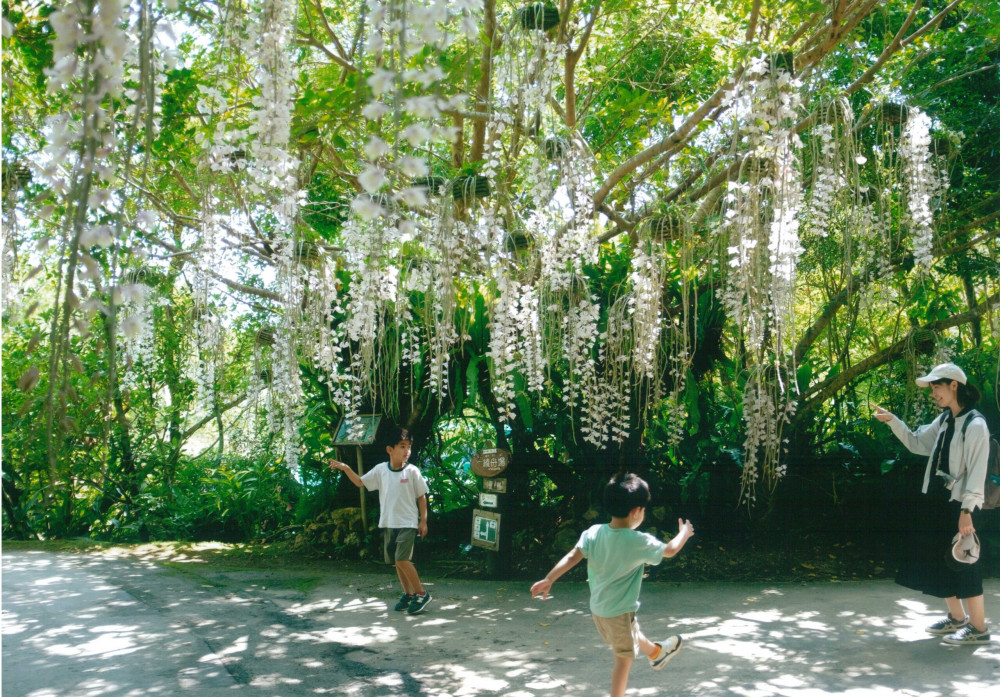 ビオスの丘　うりずんの花祭り 2025