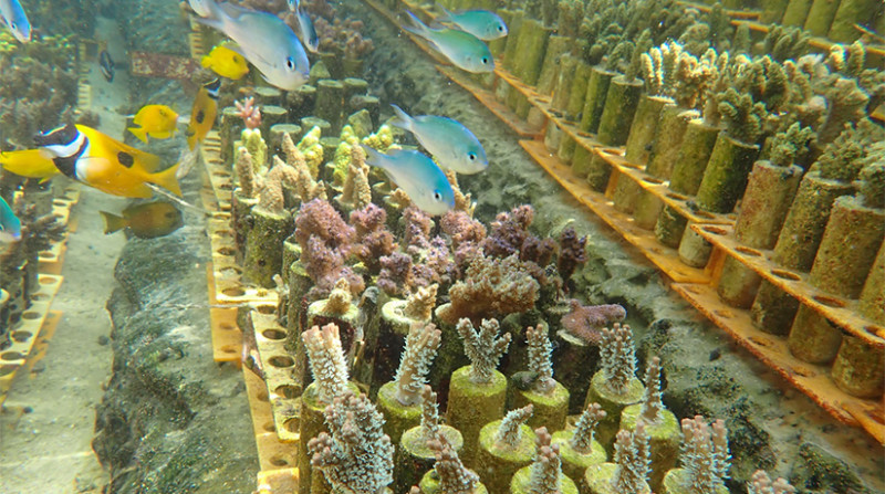 サンゴ教育がサンゴを守る