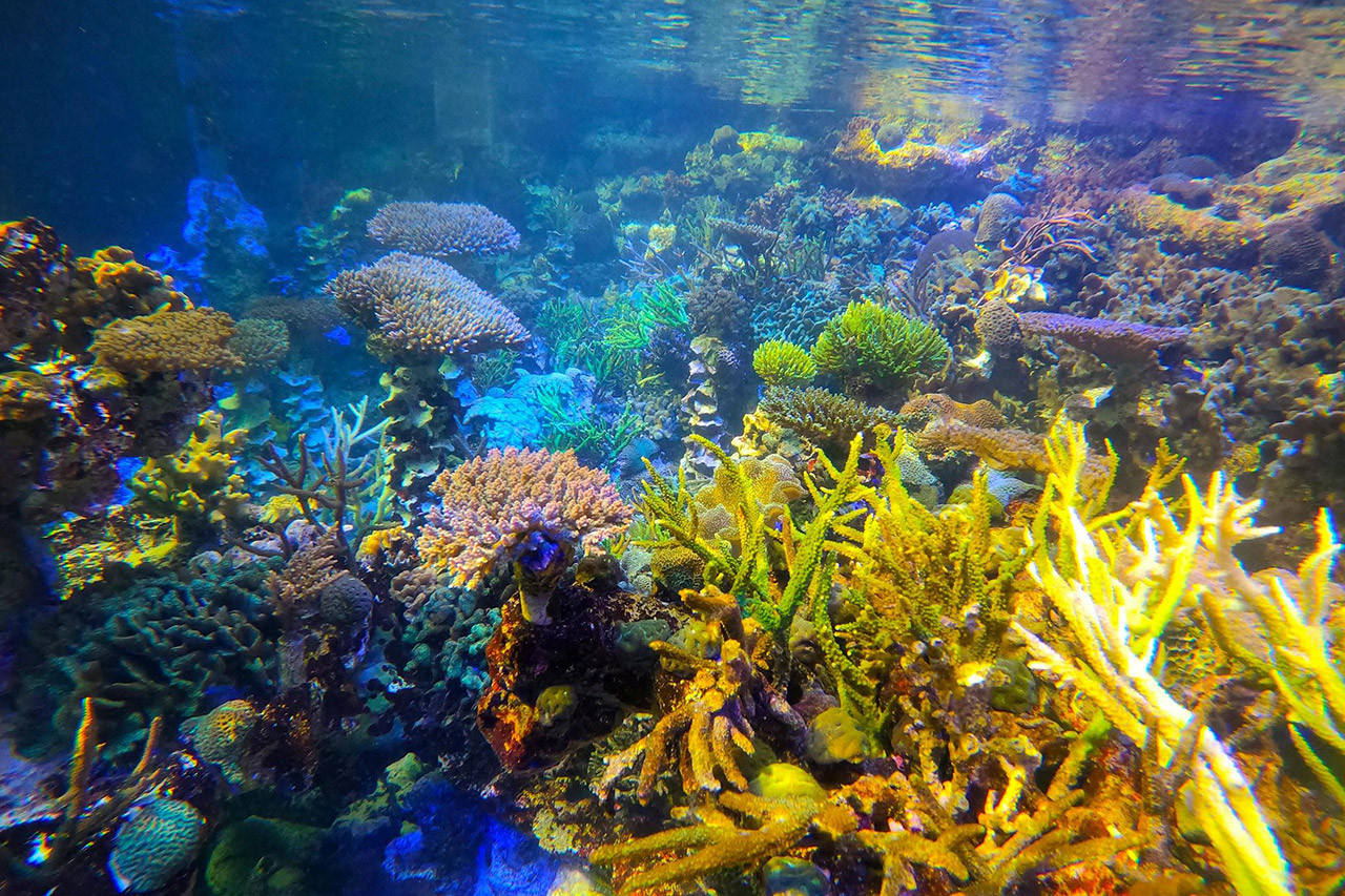 3月5日はサンゴの日 沖縄のサンゴについてご紹介 沖縄観光情報webサイト おきなわ物語
