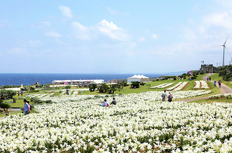 5万本のゆりが咲き誇る、伊江島ゆり祭りの様子
