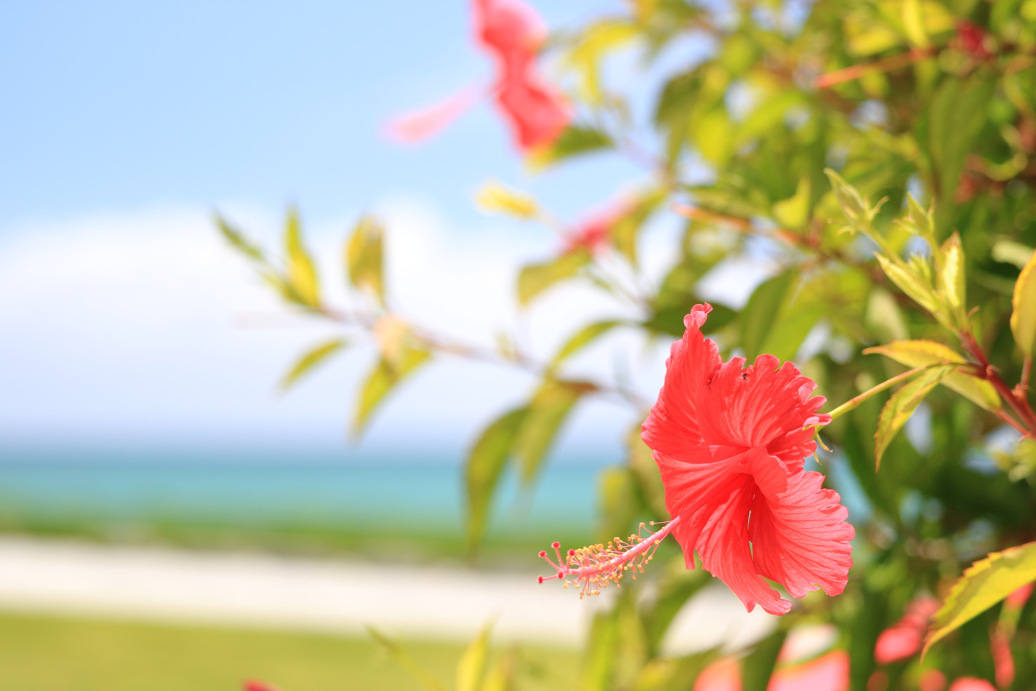 8月7日は花の日 今が見頃 沖縄に咲く夏の花々をご紹介 沖縄観光情報webサイト おきなわ物語