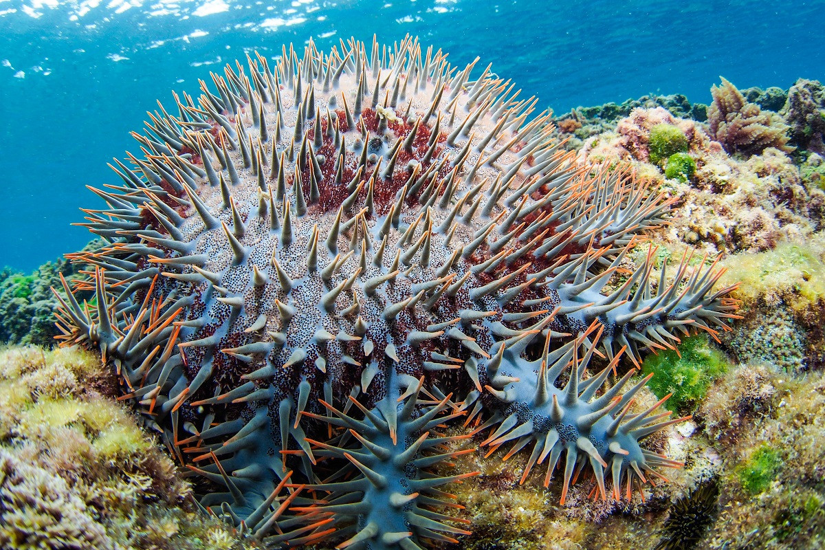 触っちゃダメ 沖縄の海のキケンな生物 沖縄観光情報webサイト おきなわ物語