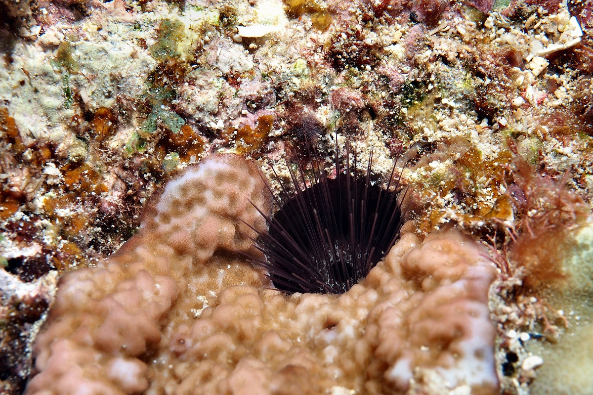 触っちゃダメ 沖縄の海のキケンな生物 沖縄観光情報webサイト おきなわ物語