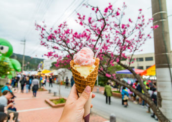 名護さくら祭り開催について