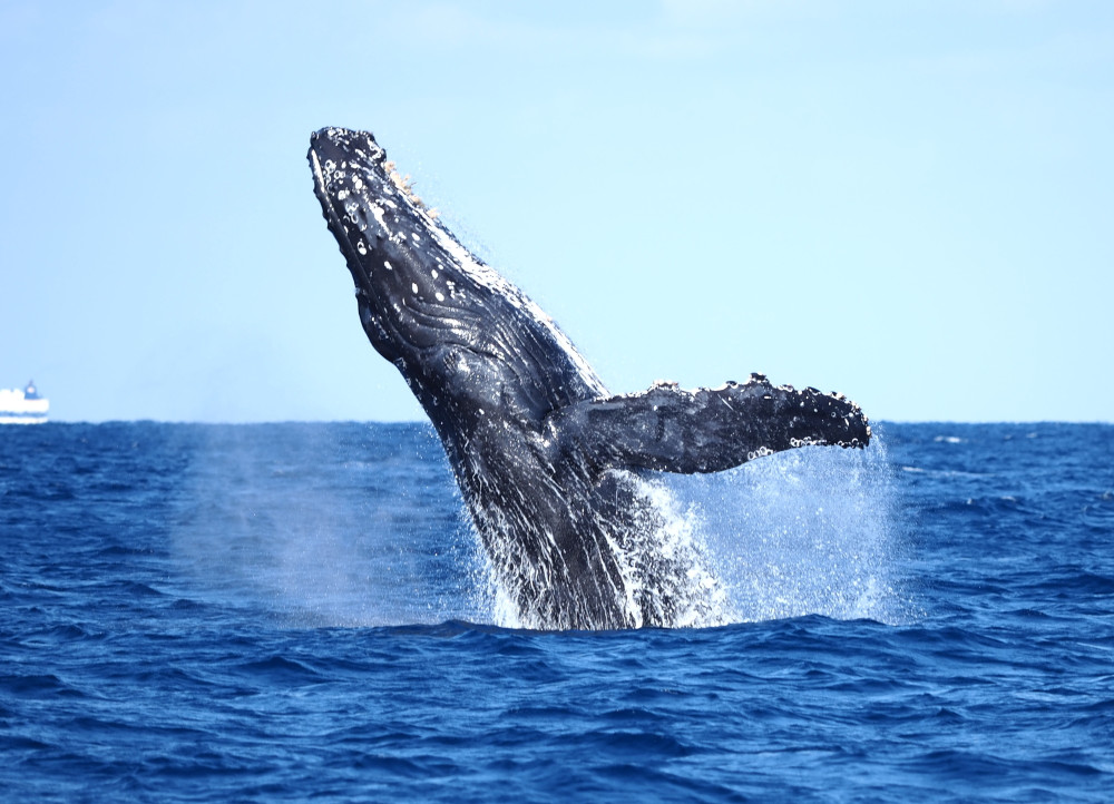 ホエールウォッチング