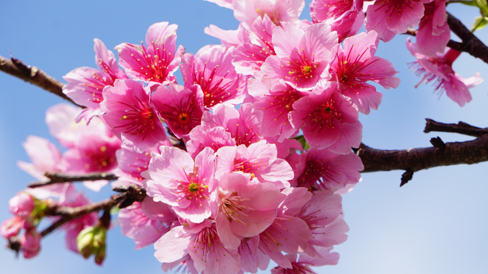 沖縄の桜まつり