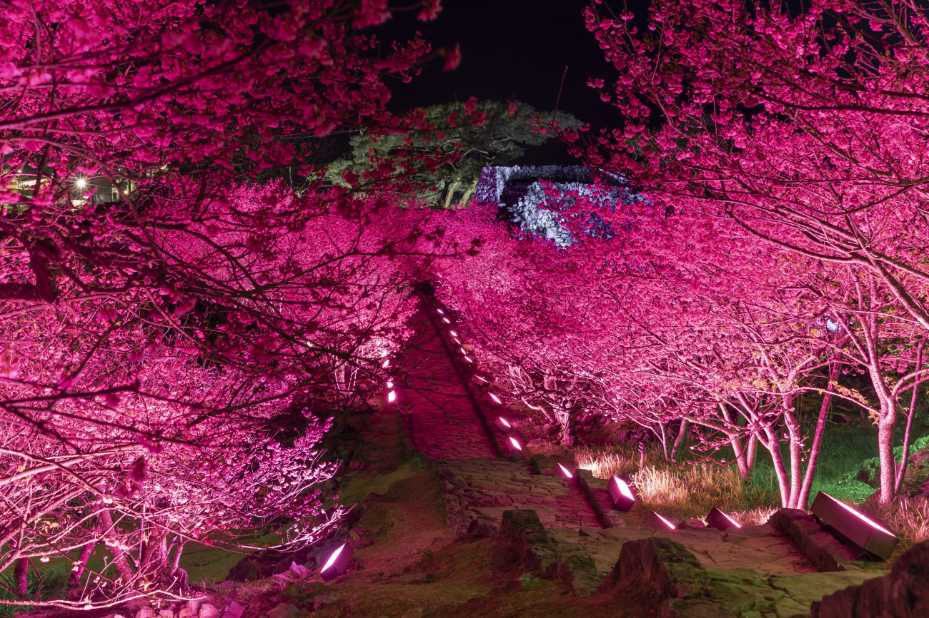 いよいよ明日から！「沖縄花のカーニバル2024」開催 | 沖縄観光情報WEB