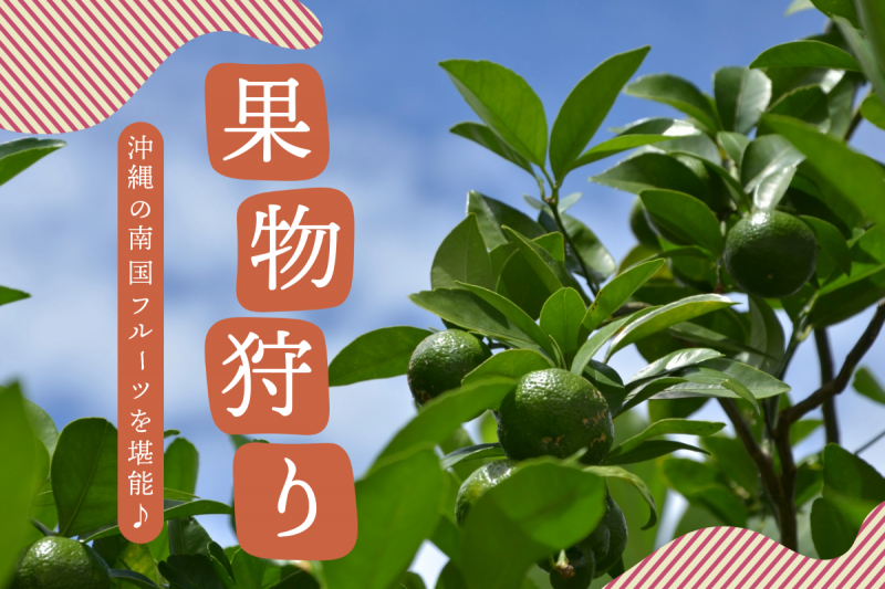 『南国フルーツをお好きなだけ♪沖縄の果物狩りスポットをご紹介』