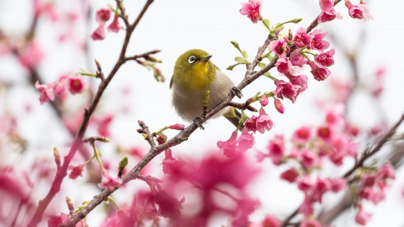 日本一早い！沖縄の桜まつり最新情報｜2024