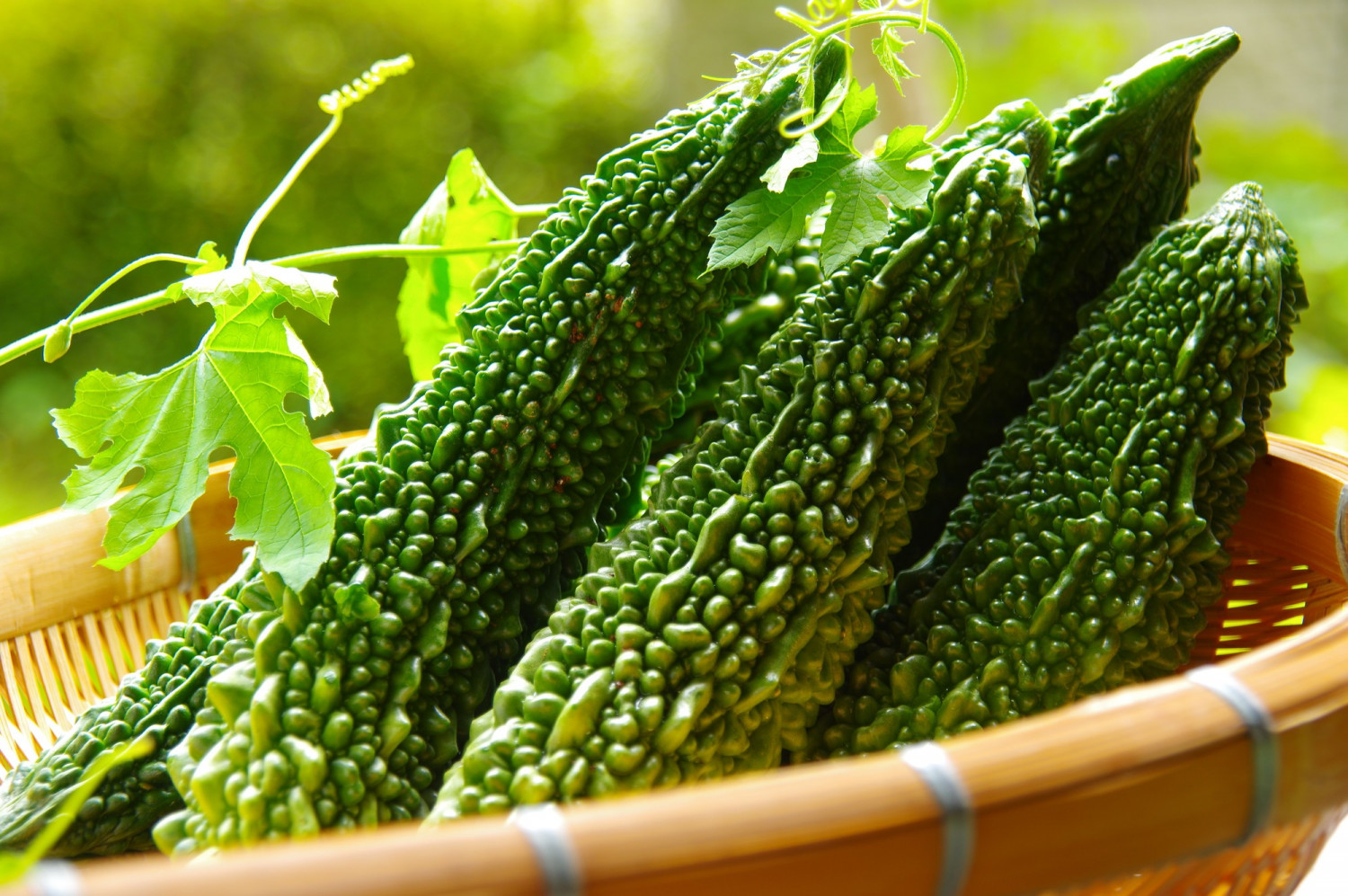 5月8日】はゴーヤーの日♪ | 沖縄観光情報WEBサイト おきなわ物語