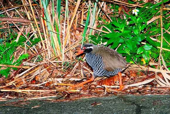 やんばるナイトネイチャーウオッチ
