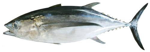 ビンナガマグロ