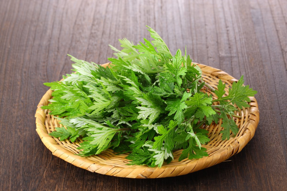 フーチバー（沖縄在来のよもぎ）はジューシー（炊き込みご飯）に入れたり薬味として使われたりします