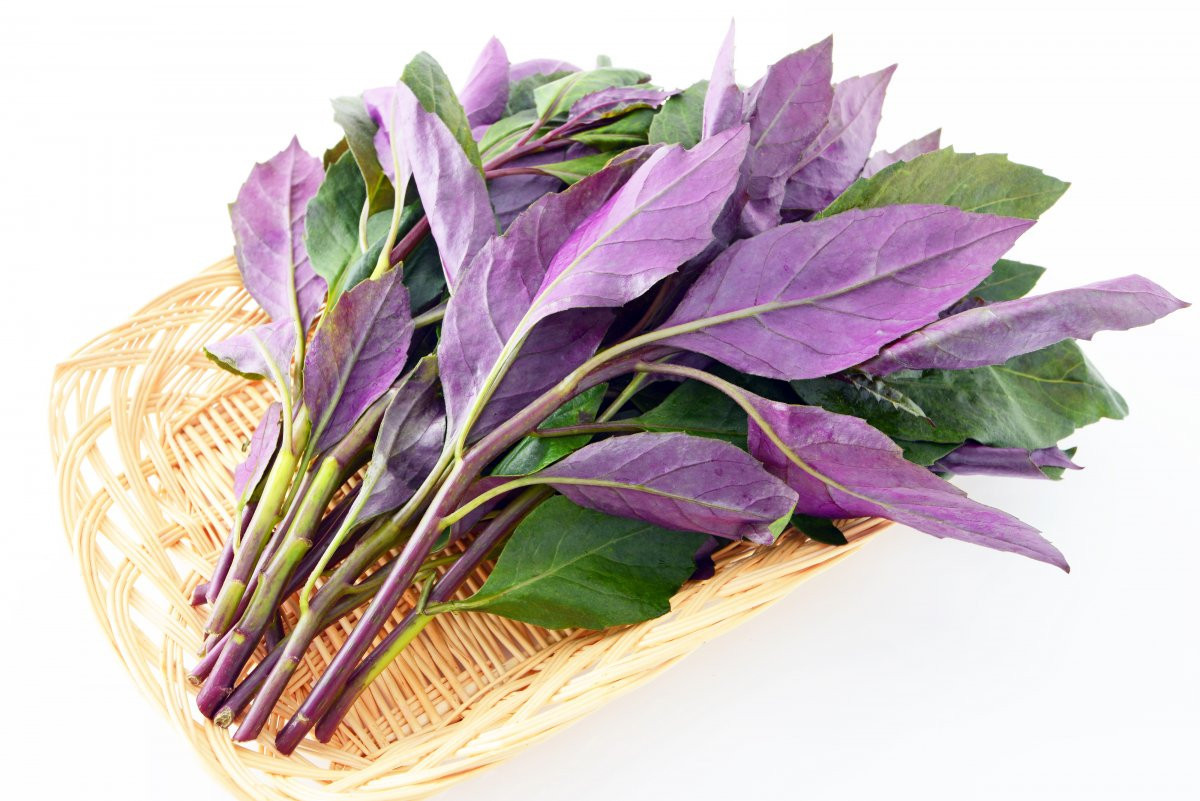 不老長寿の薬とも言われるハンダマ（水前寺菜）