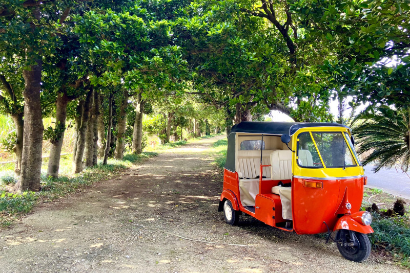 島をやさしく包み込む緑の風景と歴史を感じる多良間島1泊2日の旅