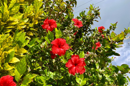 島内のいたるところで見かけるアカバナ