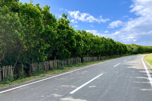 一周道路沿いのフクギ並木