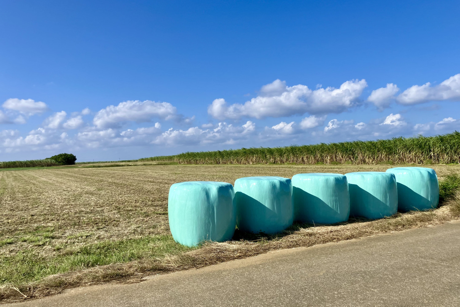 刈り取り後の牧草地