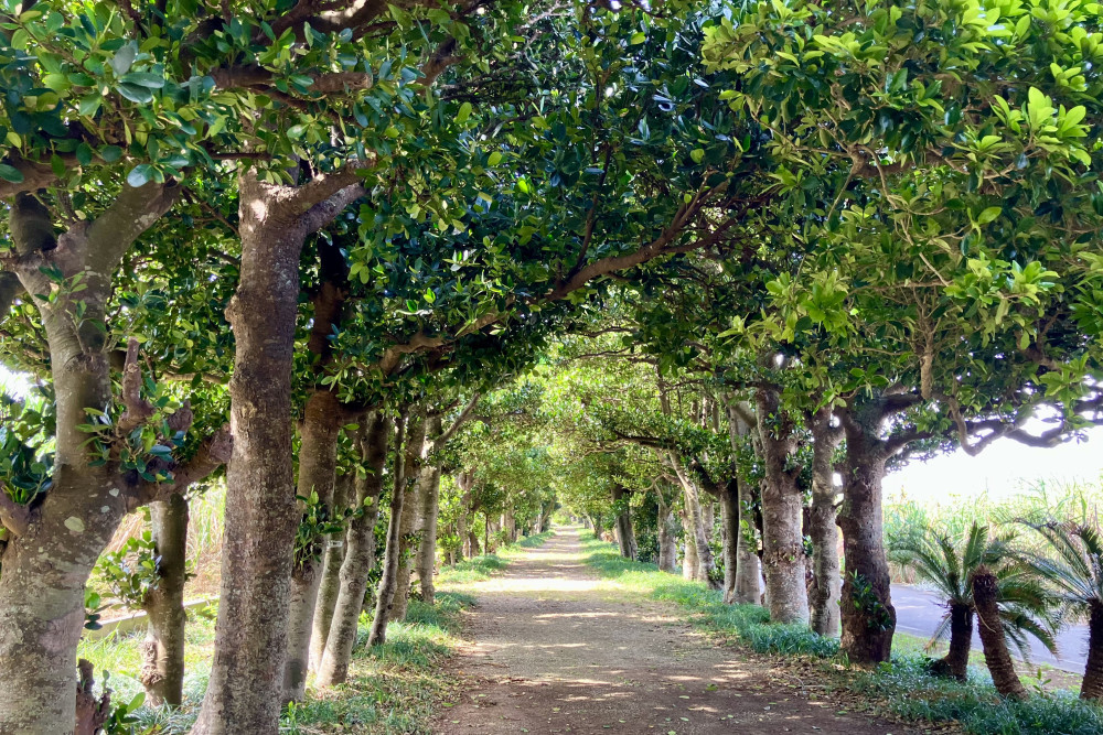 「抱護（ポーグ）」が生み出す、特色ある文化や景観、持続的島嶼農業システム