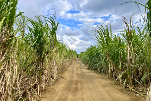広大なさとうきび畑