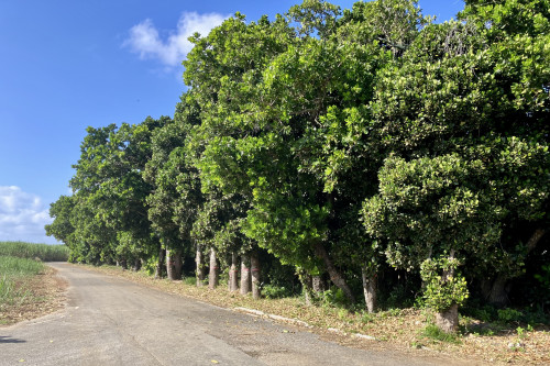 集落を守るフクギ並木