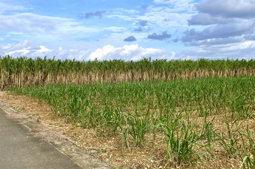 今年植付のさとうきび（手前）と今年収穫のさとうきび（奥）