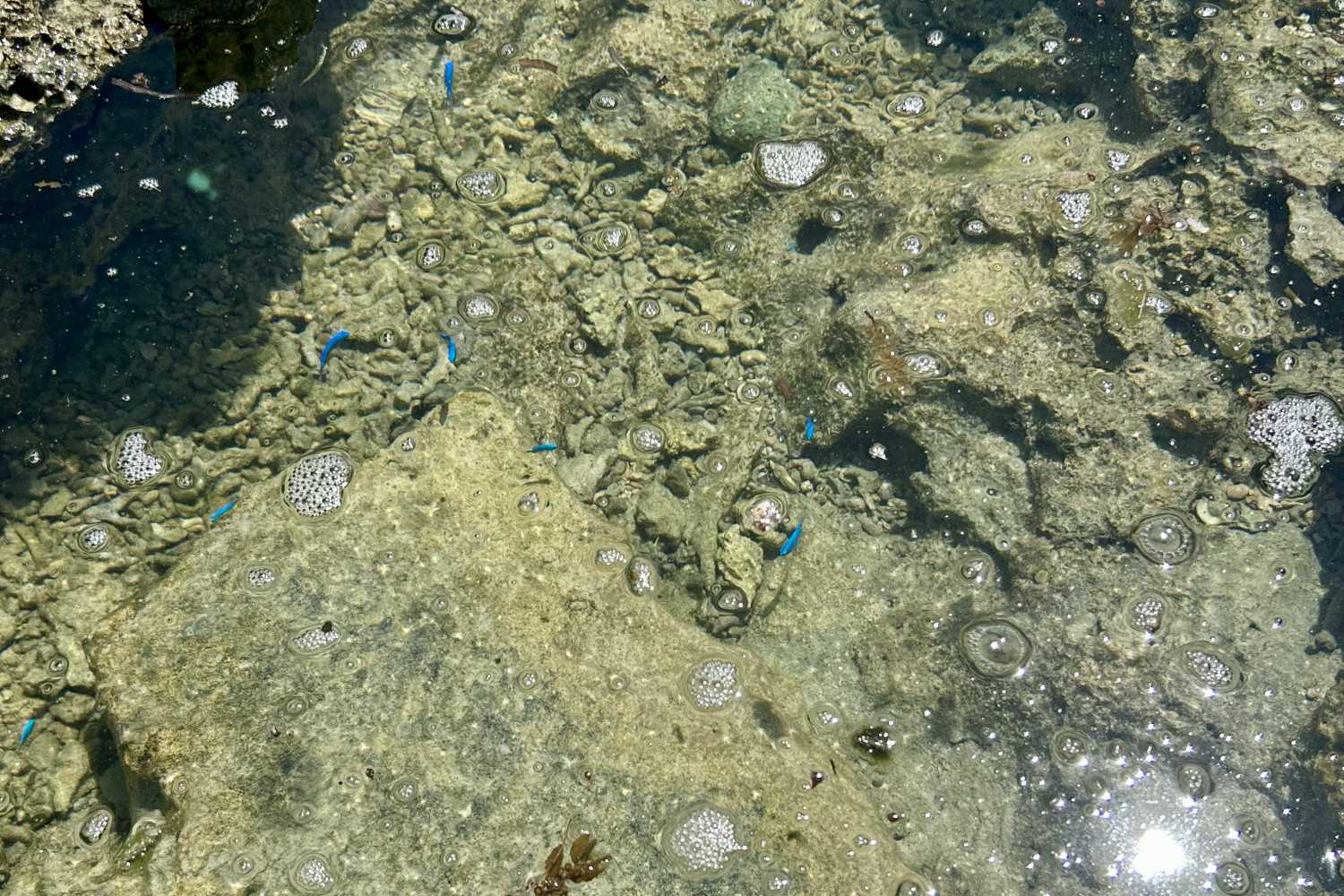 美しい魚たちを観察できました。まさに自然の水族館!