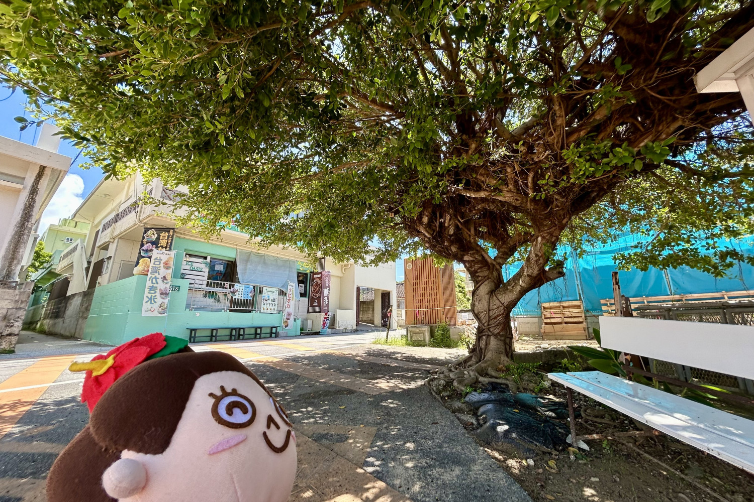 お店の近くには立派なガジュマルの木♪