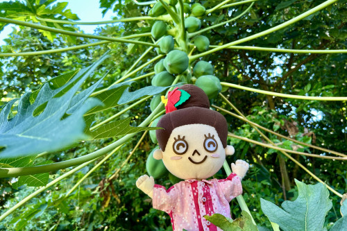 立派なパパイヤの木もありましたよ~♪