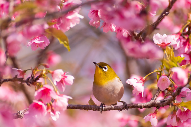 日本一早い！沖縄の桜まつり最新情報｜2026