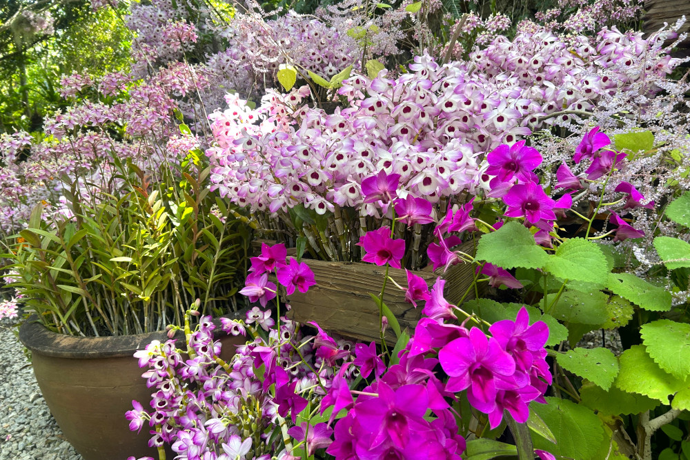 見どころ｜“らんの競演”
