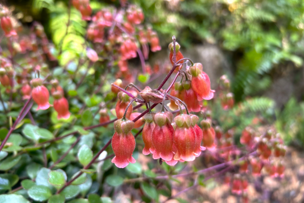 得られること｜春の絶景体験