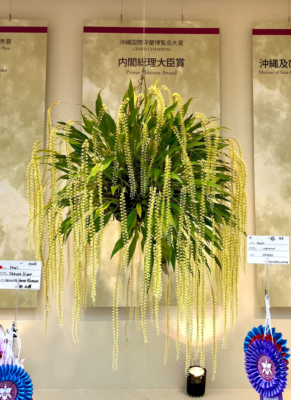 2026年沖縄国際洋蘭博覧会大賞 内閣総理大臣賞 受賞作品：セロジネCoel.(cobbiana x uncata) ‘HANABI’