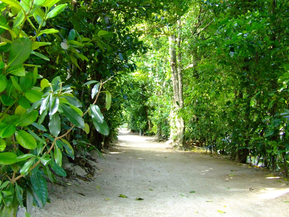 ⇒備瀬のフクギ並木