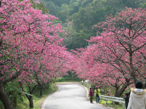 もとぶ八重岳桜まつり